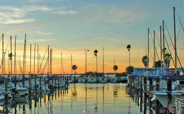 A marina with many boats and palm trees