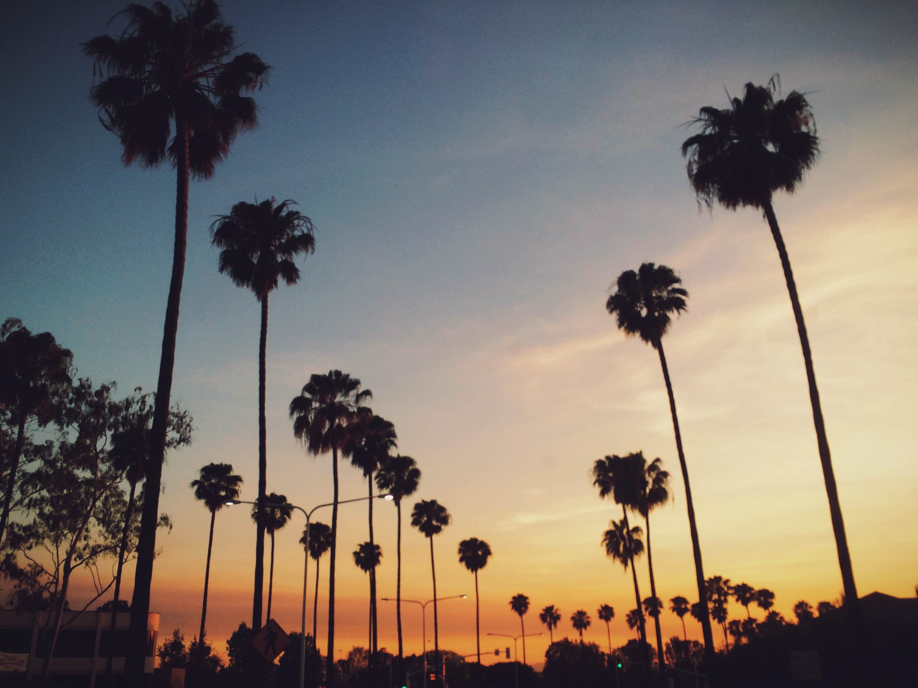 A group of palm trees at sunset
